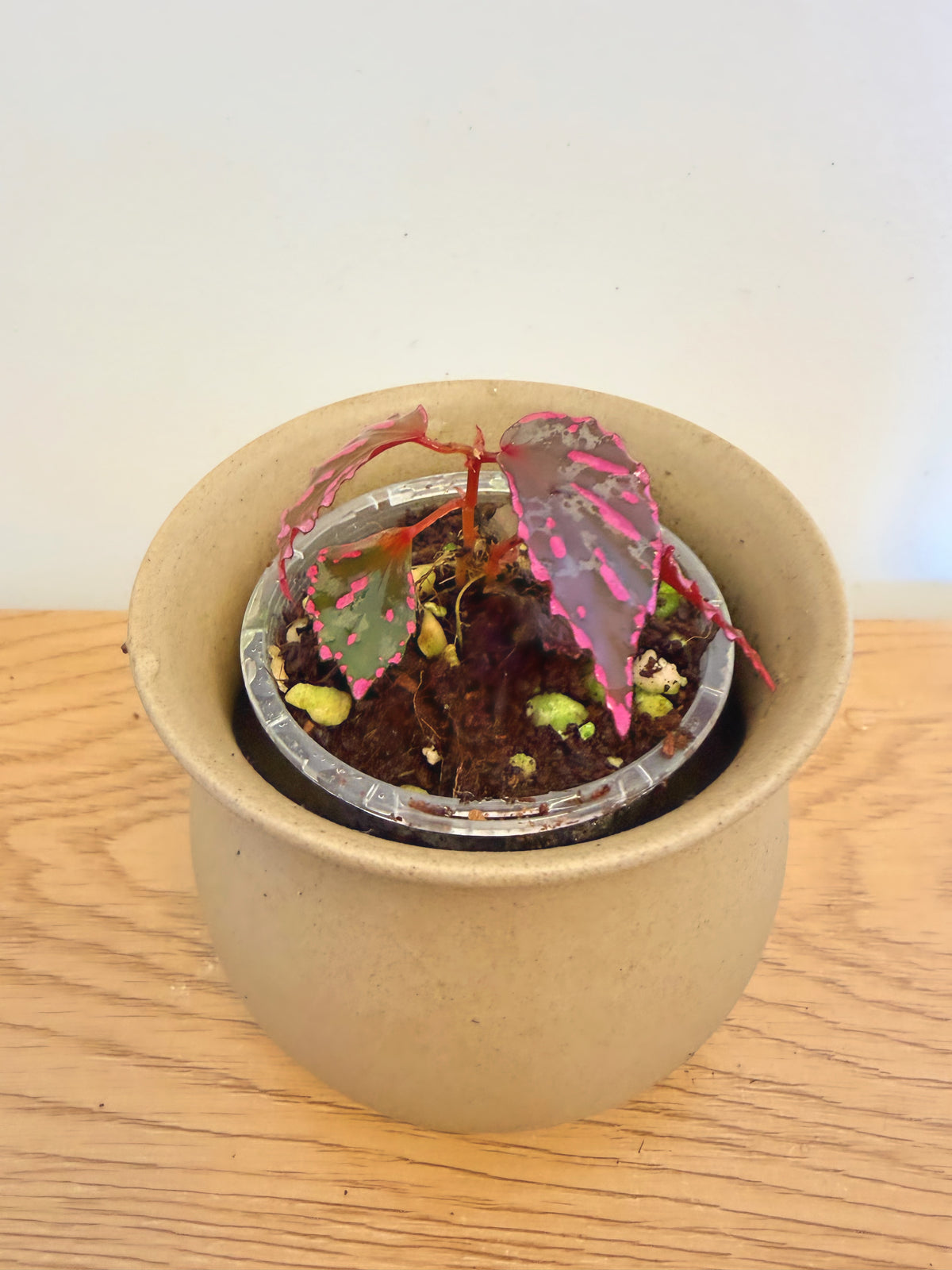 Begonia sp. Julau