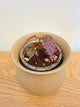 Begonia sp. Julau