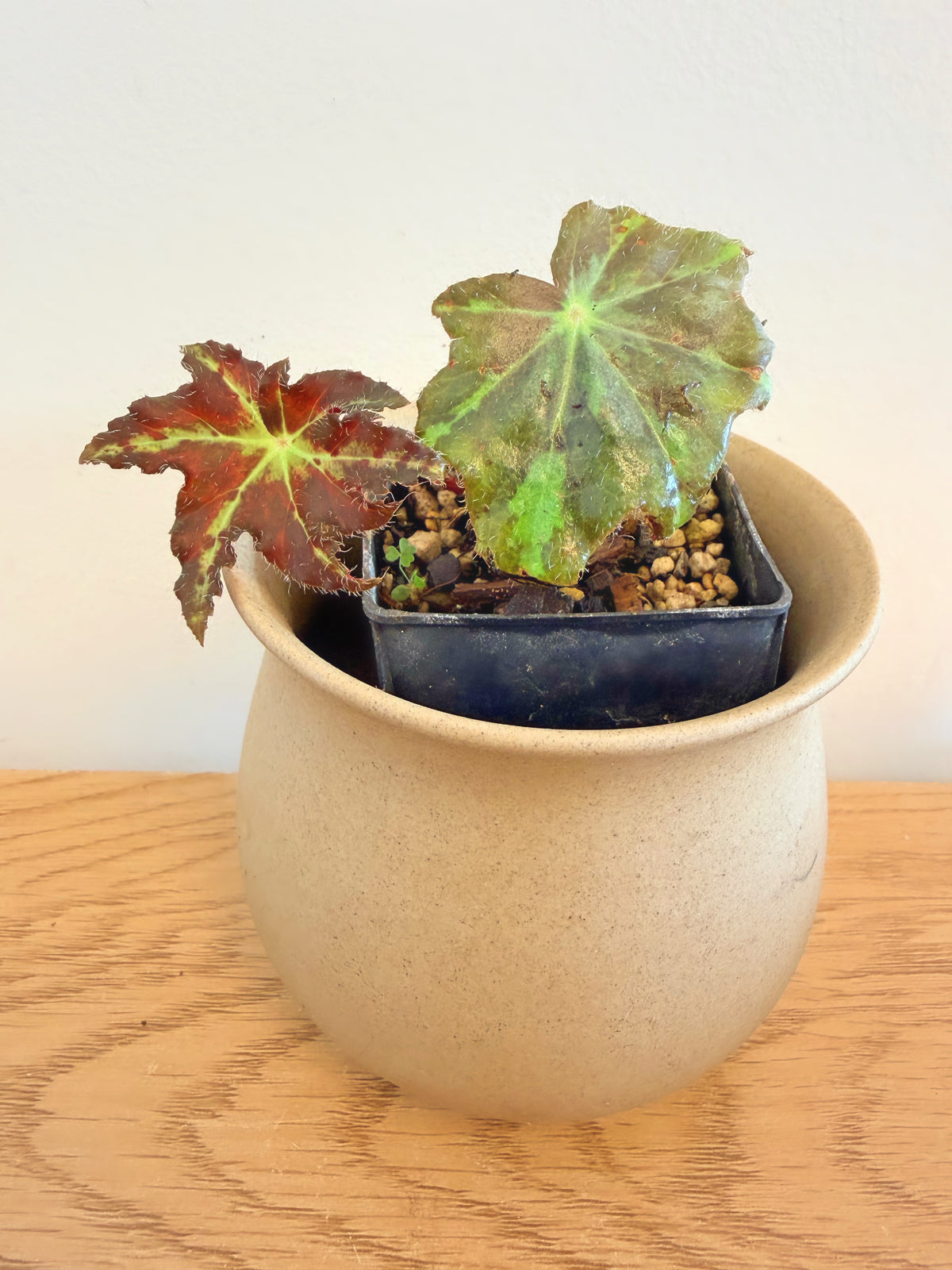 Begonia Heracleifolia var. Nigricans