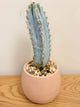 Pilosocereus Glaucochrous