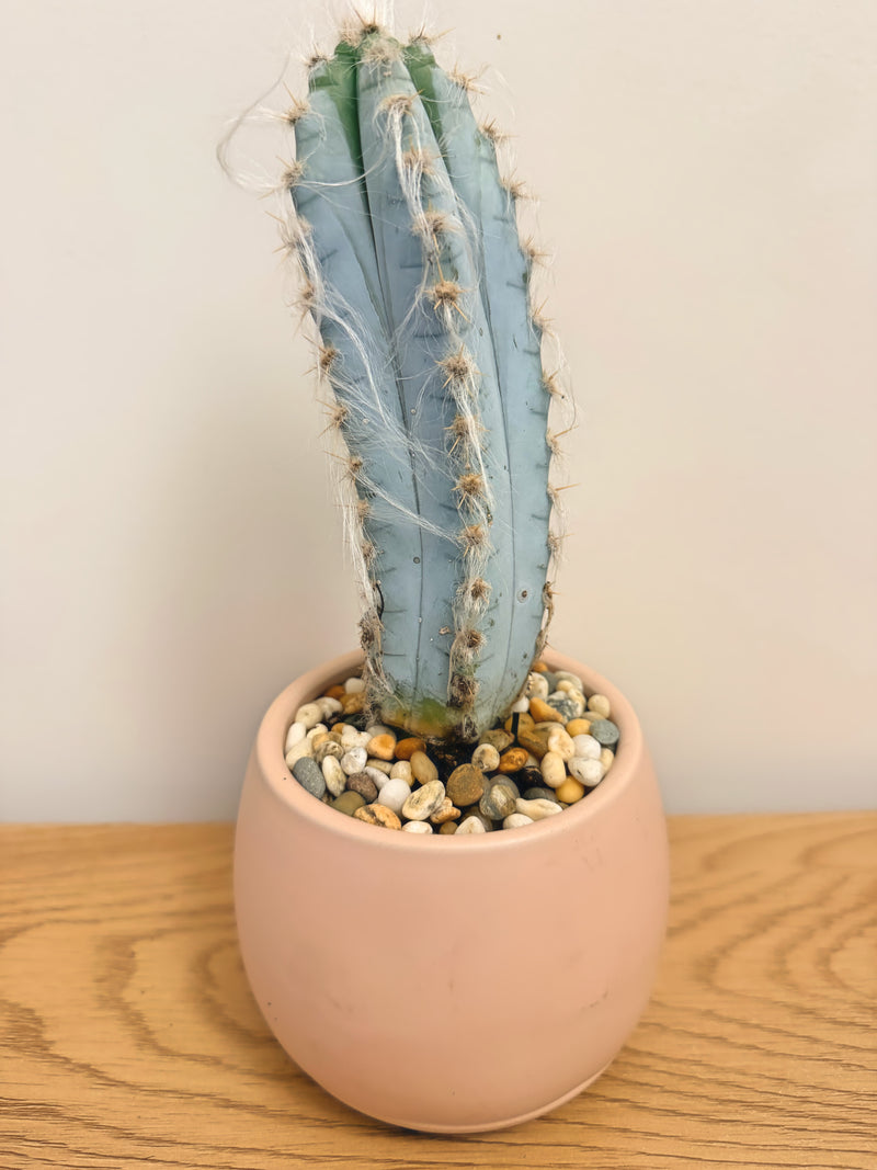 Pilosocereus Glaucochrous