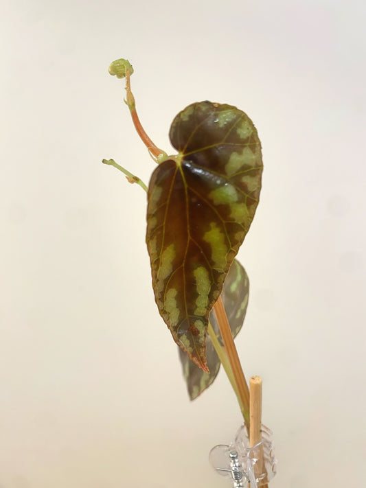 Begonia Variablis