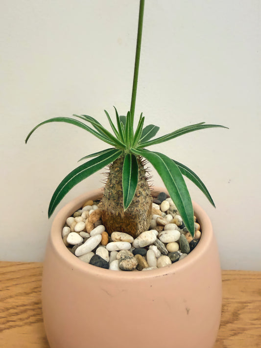 Pachypodium Rosulatum Gracilius