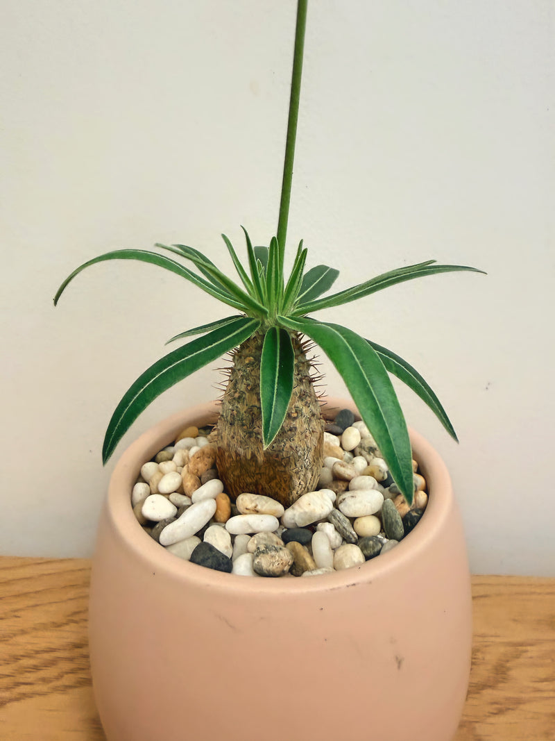 Pachypodium Rosulatum Gracilius