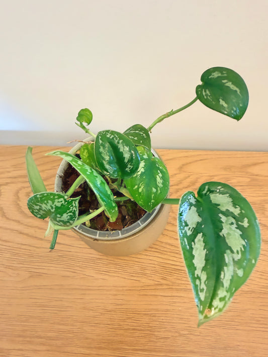 Scindapsus Tricolor