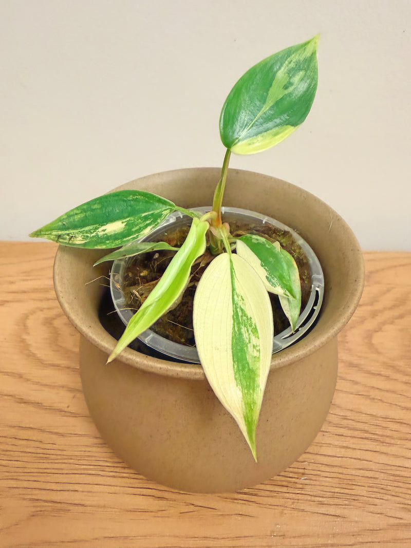 Philodendron Florida Beauty