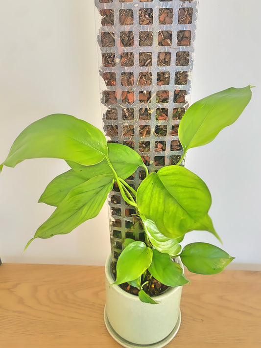 Monstera Acacoyaguensis on trellis