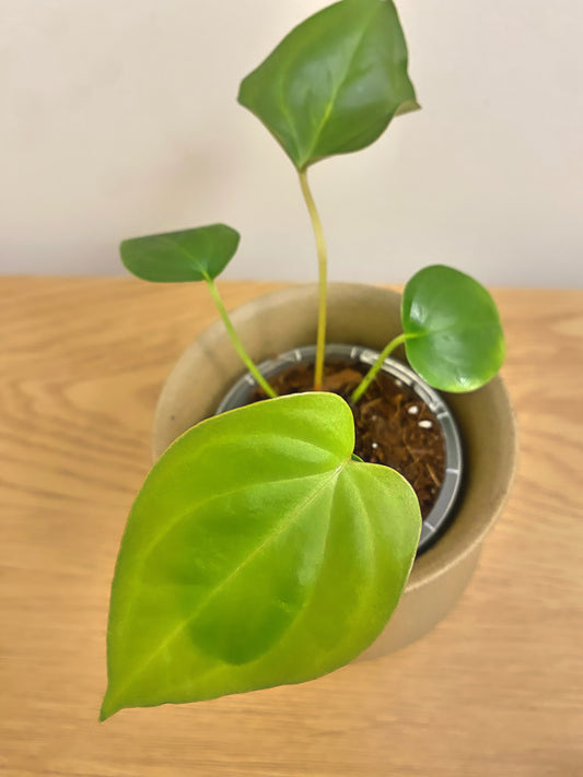 Anthurium Napo x Papillilaminum