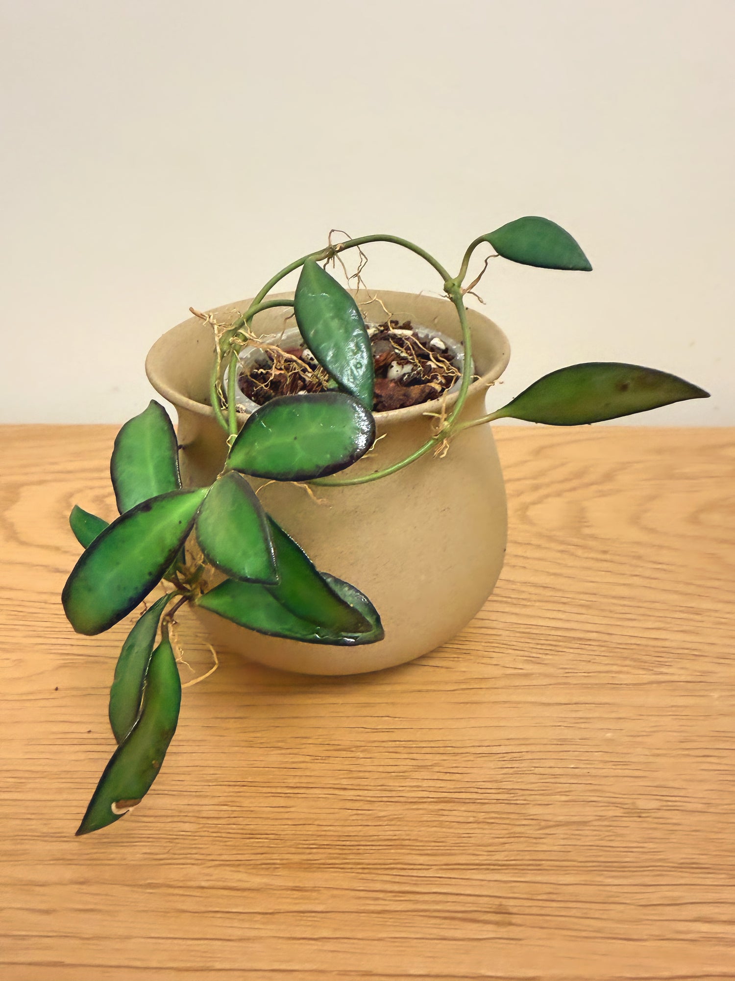 Hoya Burtoniae aff. (A)