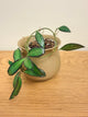Hoya Burtoniae aff. (A)