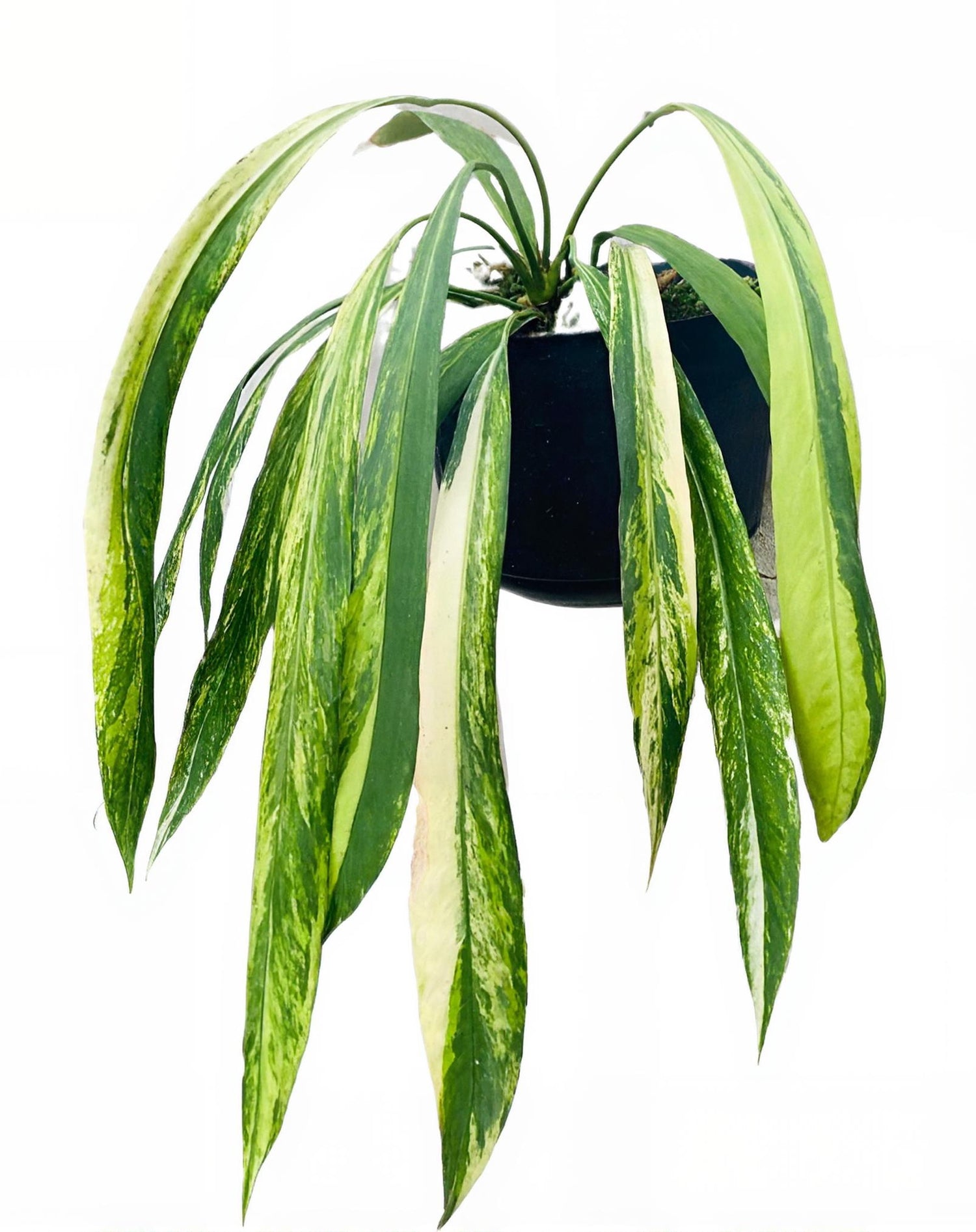 Anthurium Vittarifolium Variegated