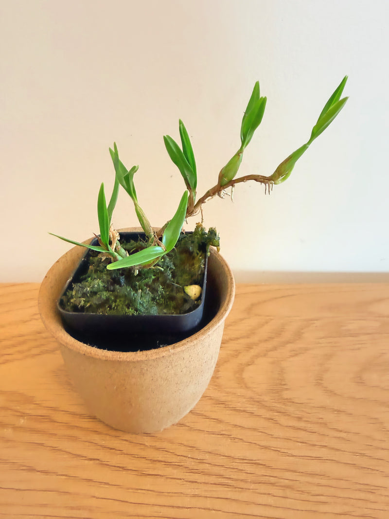 Encyclia Polybulbon