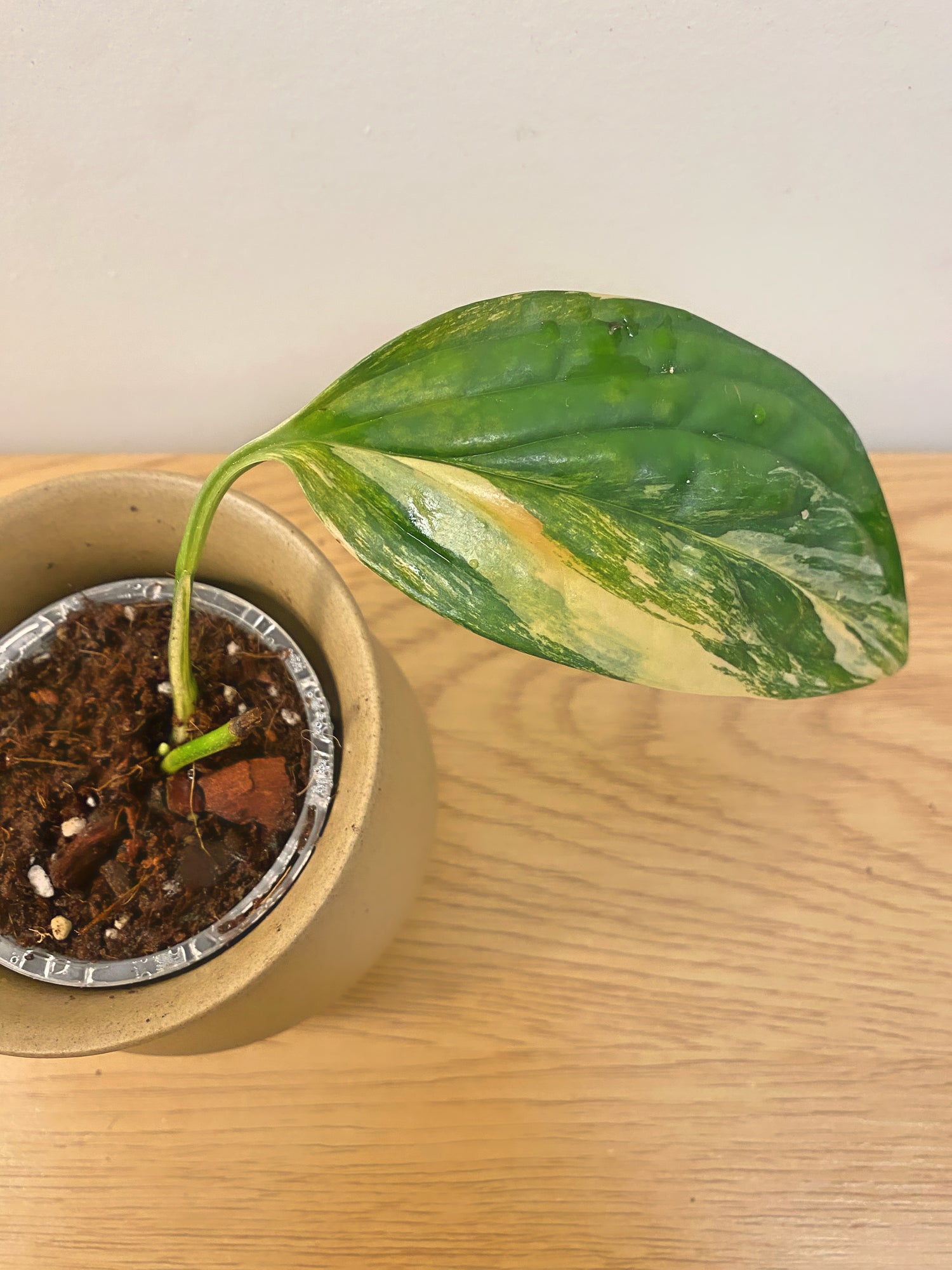 Monstera Peru Variegated (A)