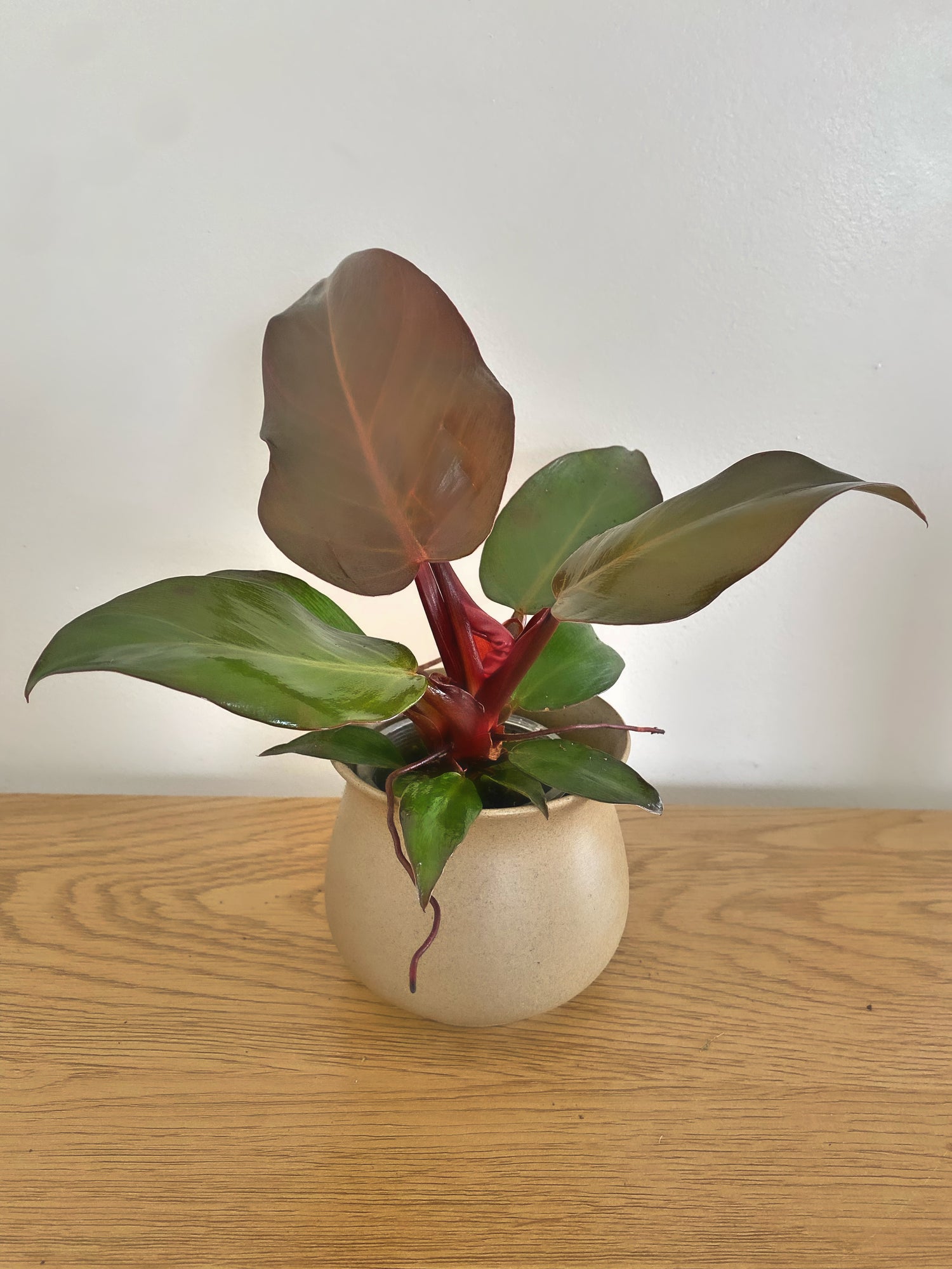 Philodendron Red Moon