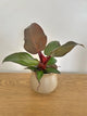 Philodendron Red Moon