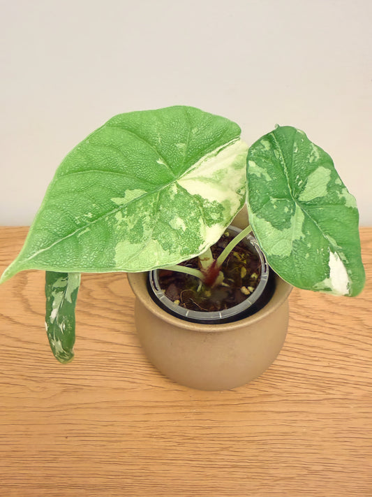 Alocasia Melo Variegated
