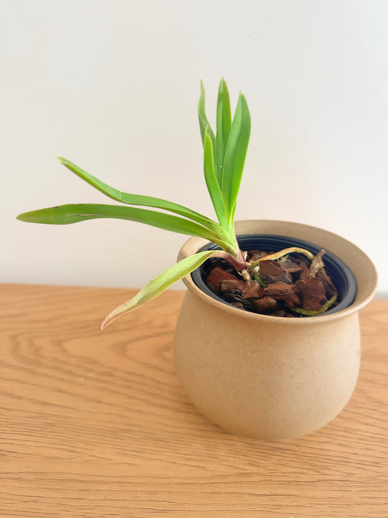Neofinetia Falcata x Vanda Luzonica