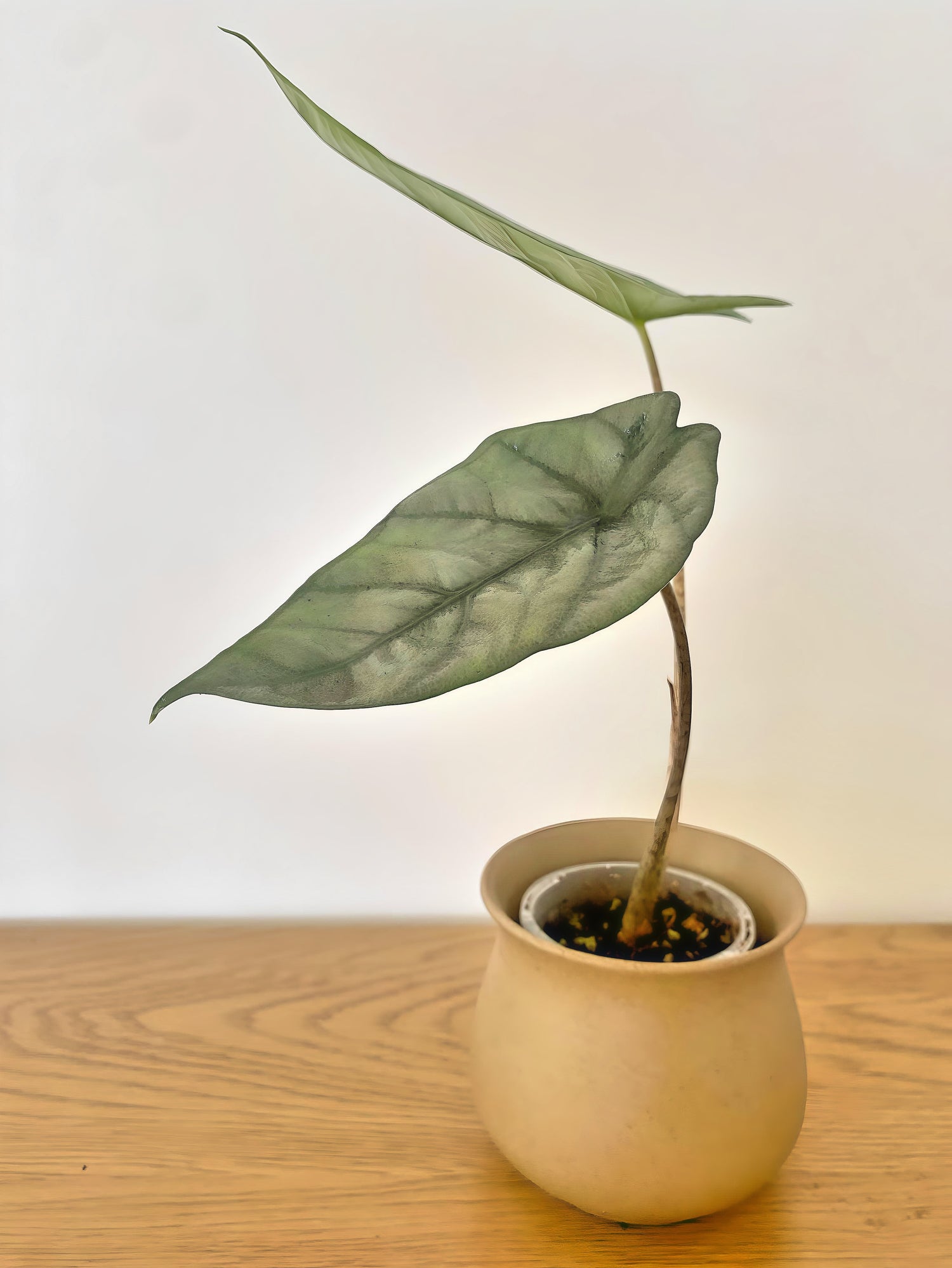 Alocasia Heterophylla Dragon Breath