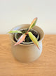 Philodendron Caramel Marble (B)