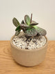 Adromischus Maculatus