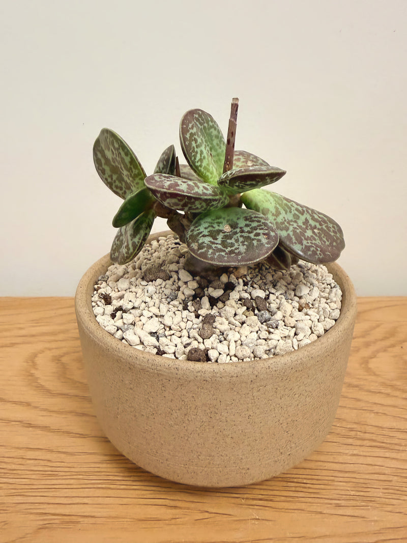 Adromischus Maculatus