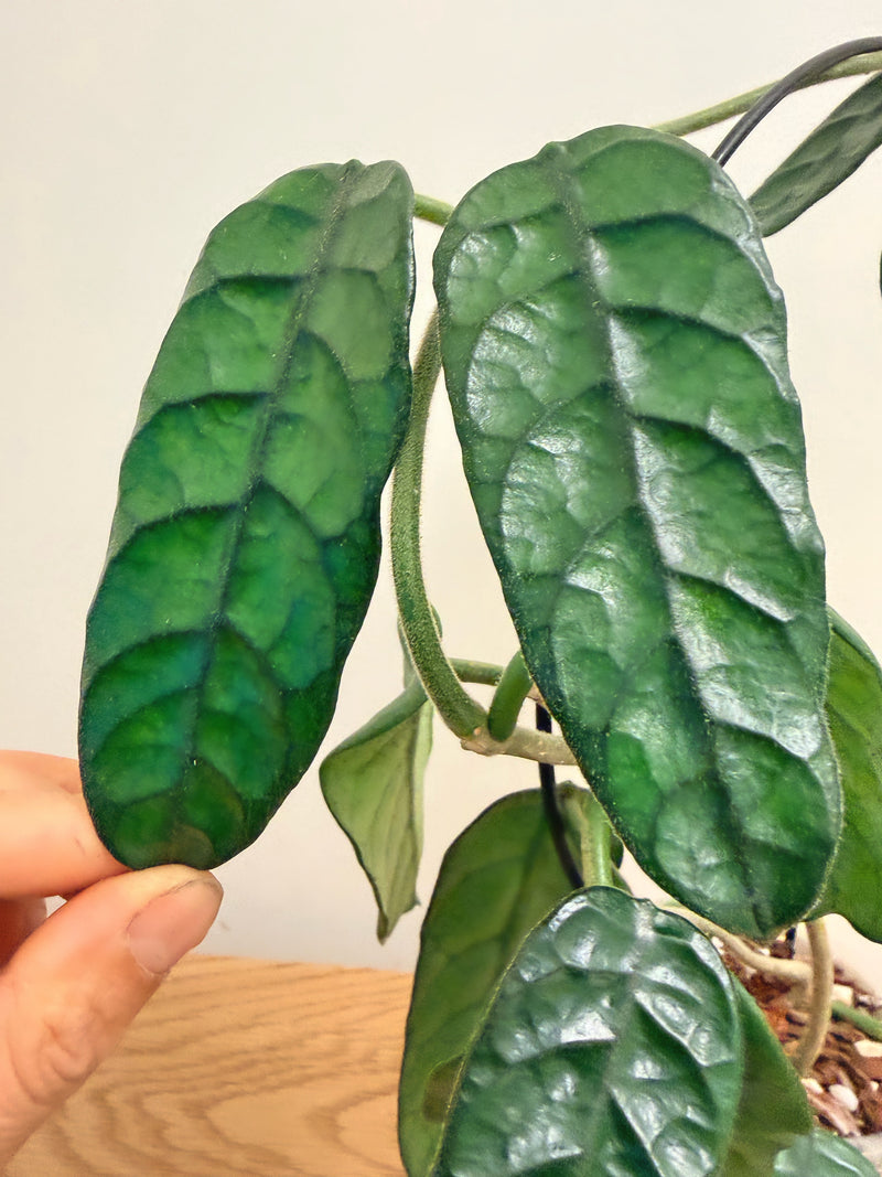 Hoya Globulosa Cao Dang