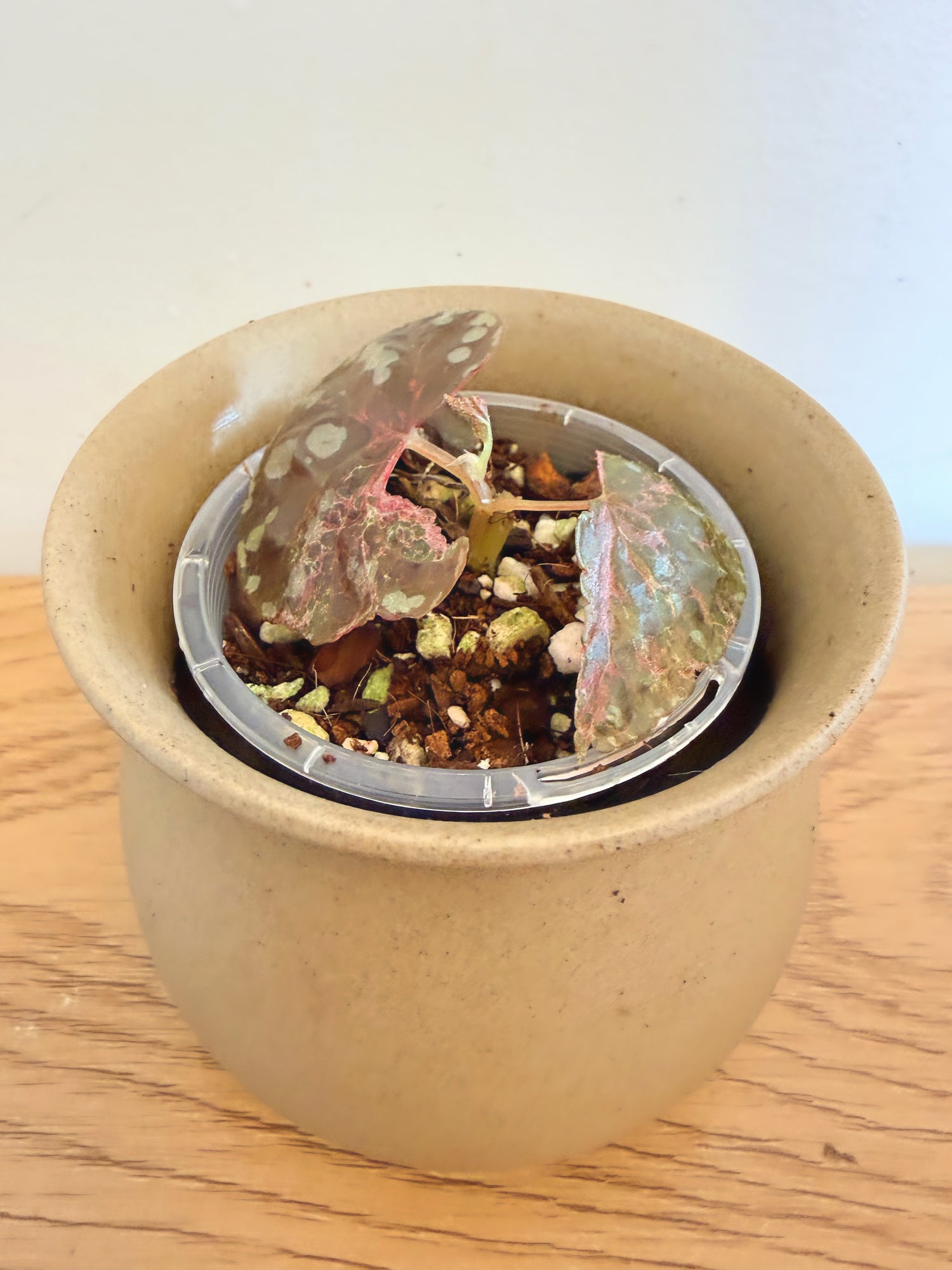 Begonia Variabilis Pink Variegated (B)