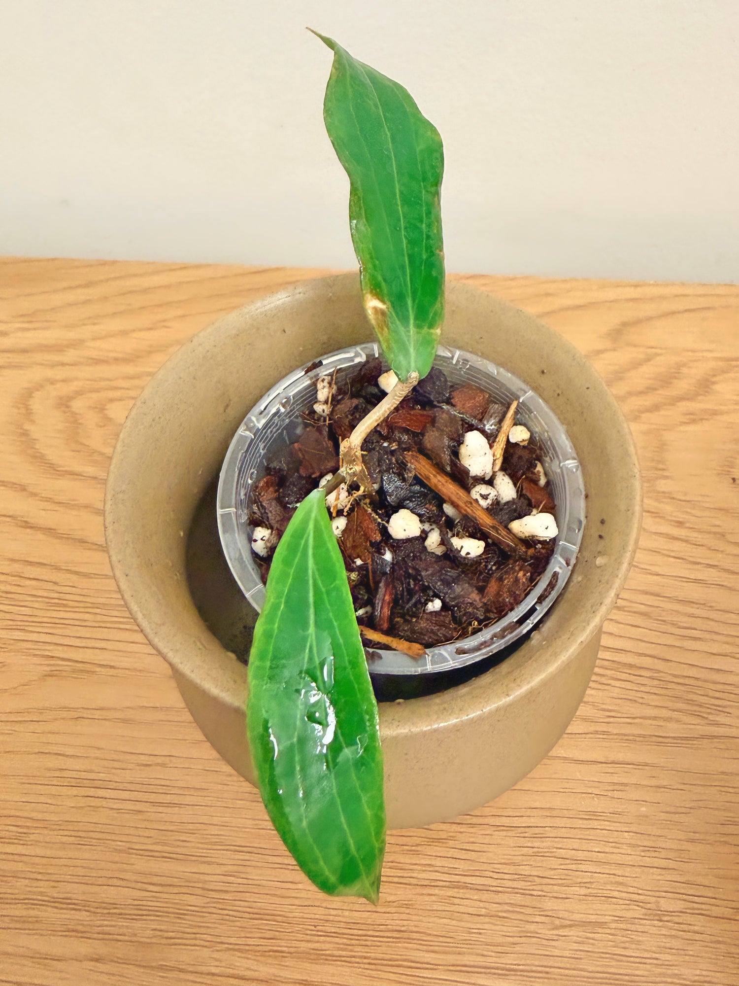 Hoya Bordenii