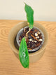 Hoya Bordenii