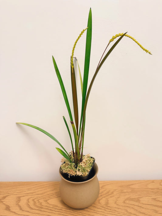 Coelogyne Javieriana