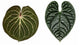 Anthurium KOS x Luxurians