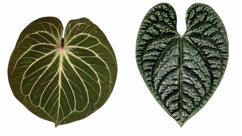 Anthurium KOS x Luxurians
