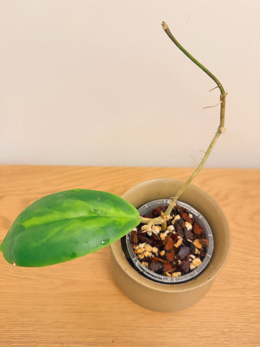 Hoya Incrassata MoonShadow