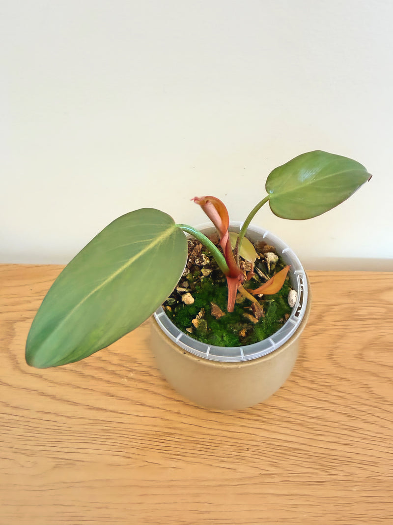 Philodendron Summer Glory