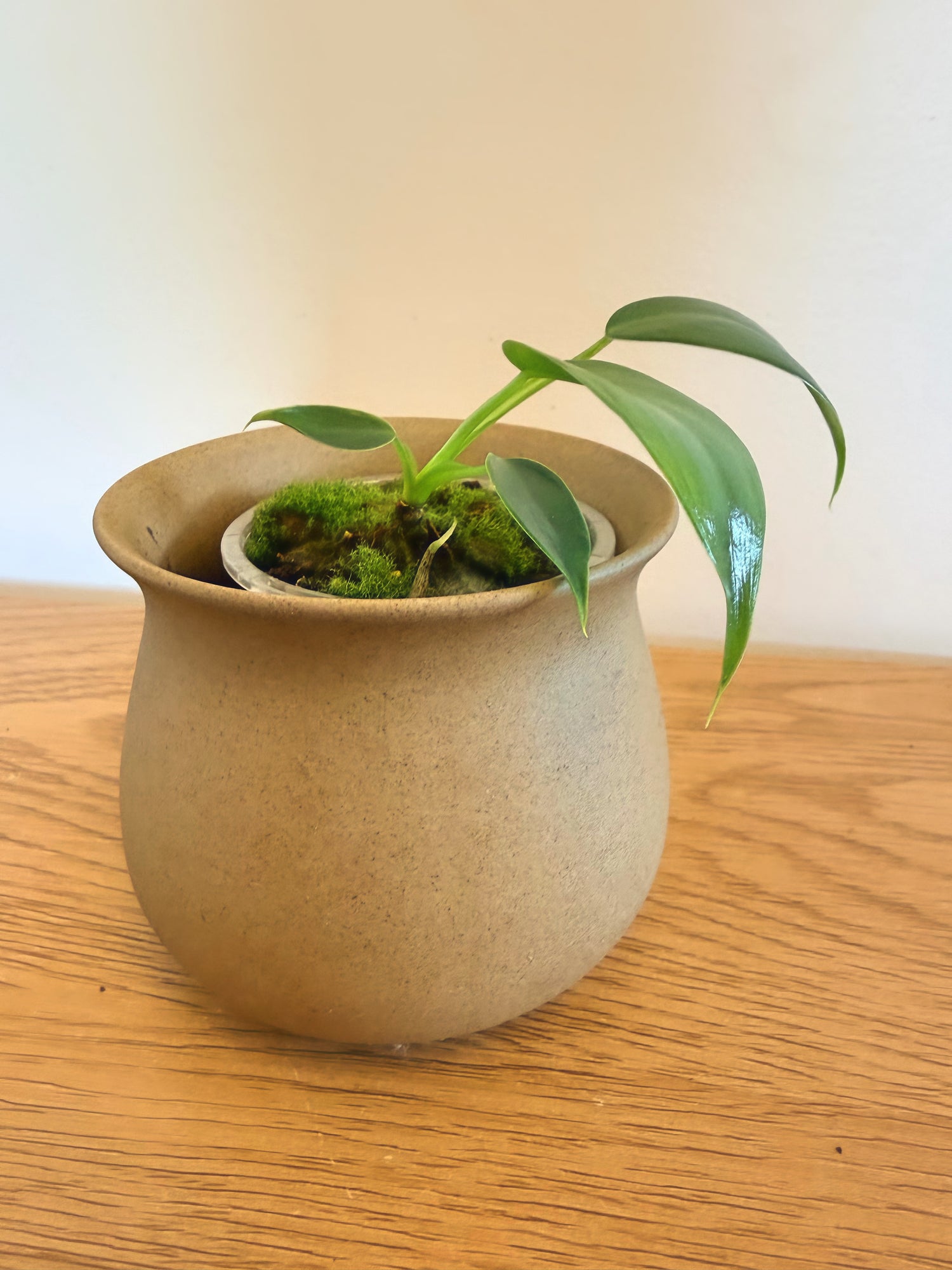 Philodendron Spiritus Sancti