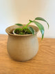 Philodendron Spiritus Sancti