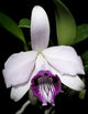 Cattleya Bicalhoi (Laelia Dayana)