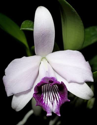 Cattleya Bicalhoi (Laelia Dayana)