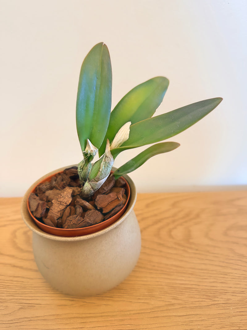 Blc. Ocean Drive ‘SVO’ x Blc. Love Sound ‘Dogashima’ AM/AOS
