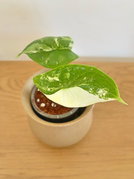 Alocasia Dragon Scale Albo