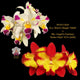 Lc. Mari’s Magic ‘H&R’ x Slc. Angel’s Fantasy ‘Solar Flare’ FCC/AOS