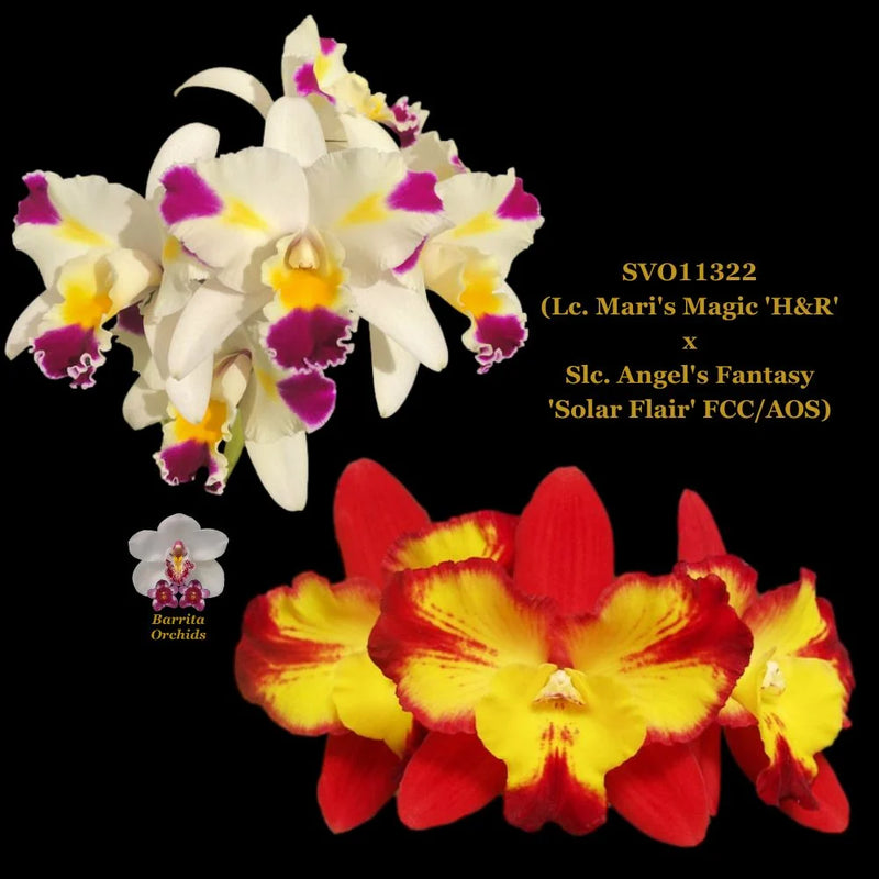 Lc. Mari’s Magic ‘H&R’ x Slc. Angel’s Fantasy ‘Solar Flare’ FCC/AOS