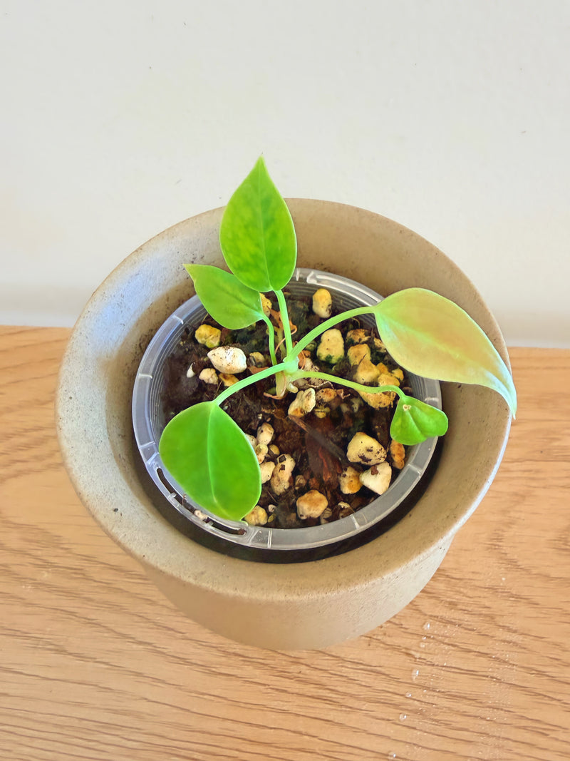 Anthurium King Veitchii