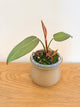 Philodendron Summer Glory