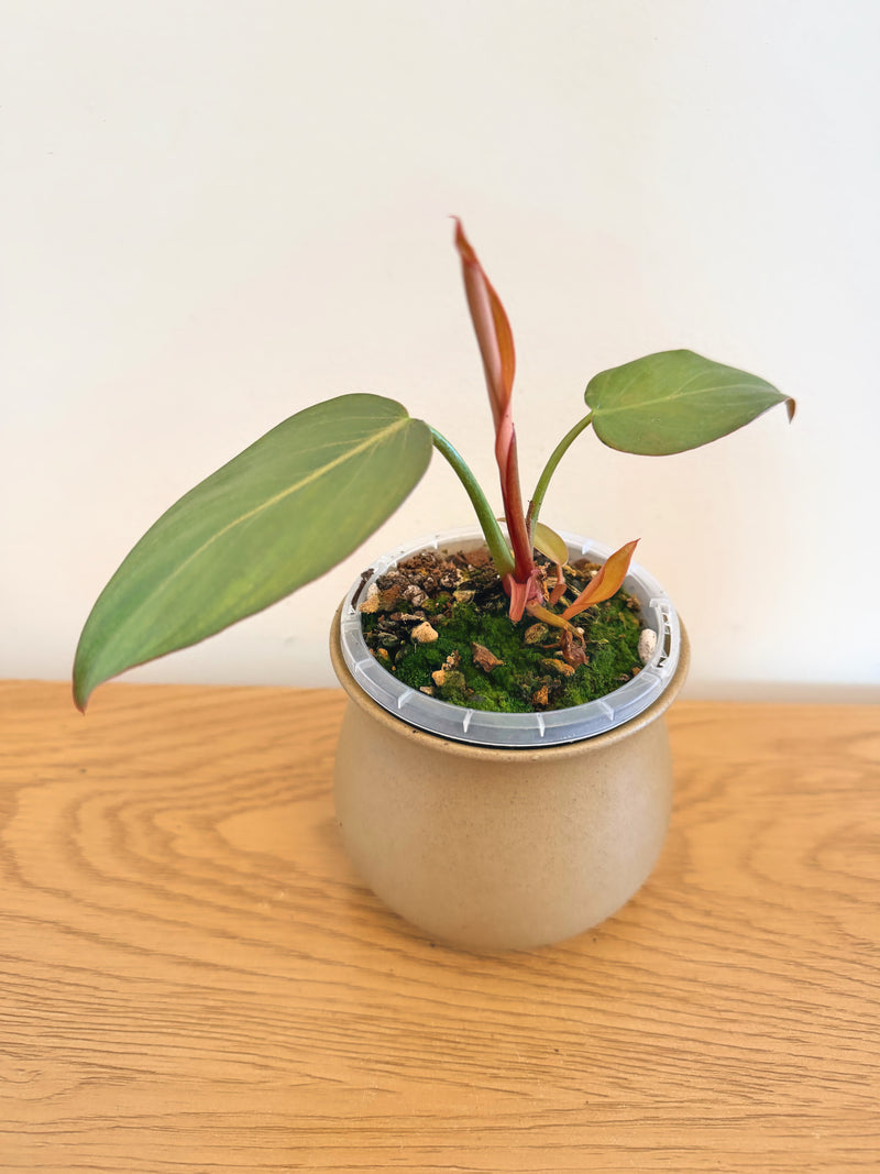 Philodendron Summer Glory