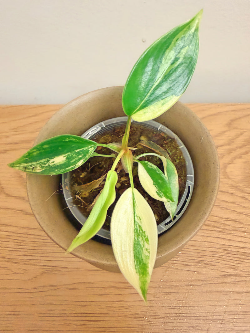 Philodendron Florida Beauty