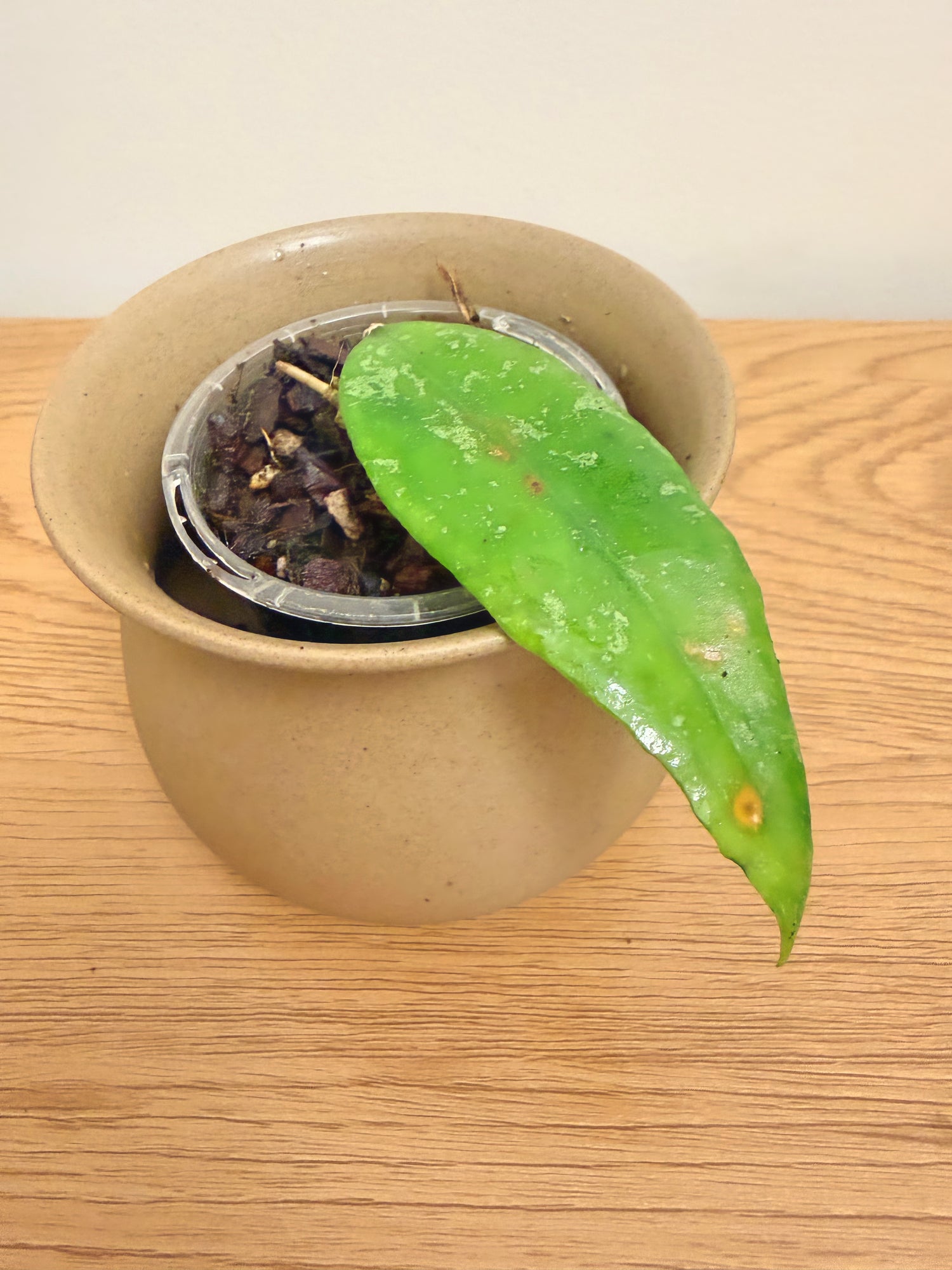 Hoya Finlaysonii Trang