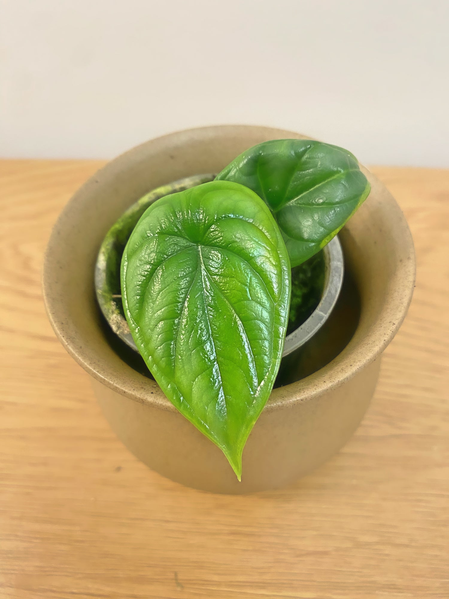 Alocasia Dragon Scale