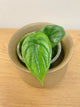 Alocasia Dragon Scale