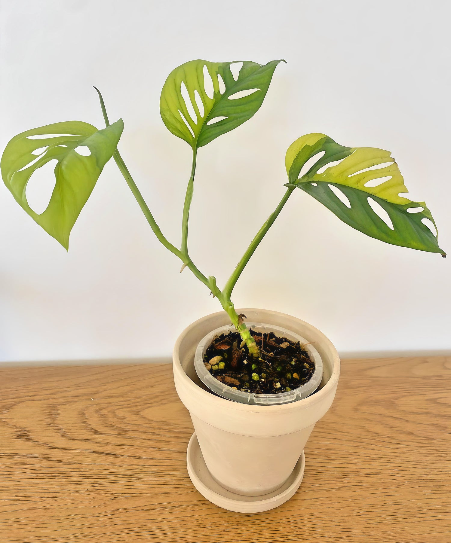 Monstera Adansonii Aurea